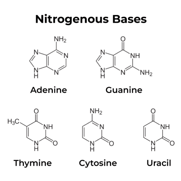 DNA: Structure, Types, and Functions