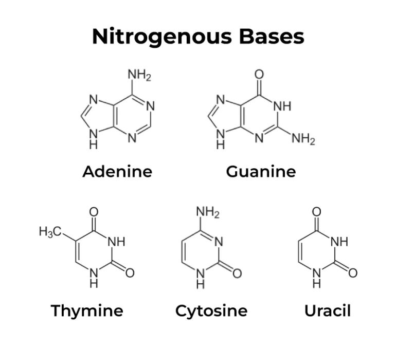 DNA: Structure, Types, and Functions