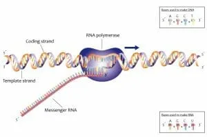 DNA