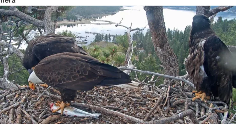🦅 Eagle Cam 🦅