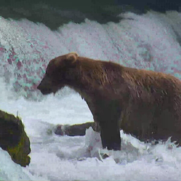 Bear Cam