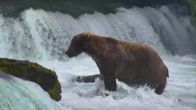 Bear Cam