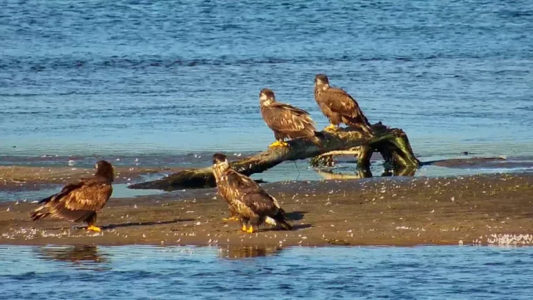 Mississippi River Bird Cam