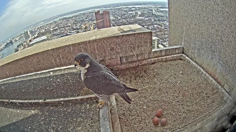 Falcon Nest Live Camera