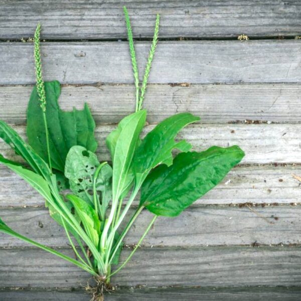 10 Ways to Use Plantain