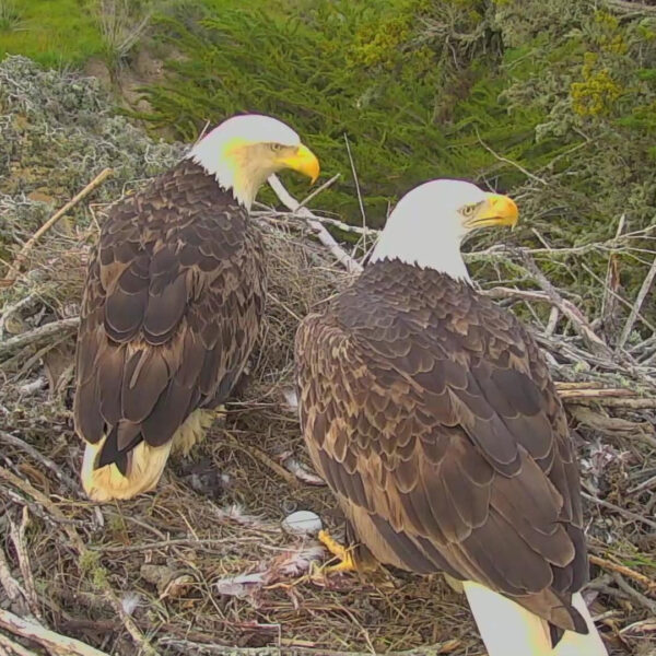 Bald Eagle Nest Cam