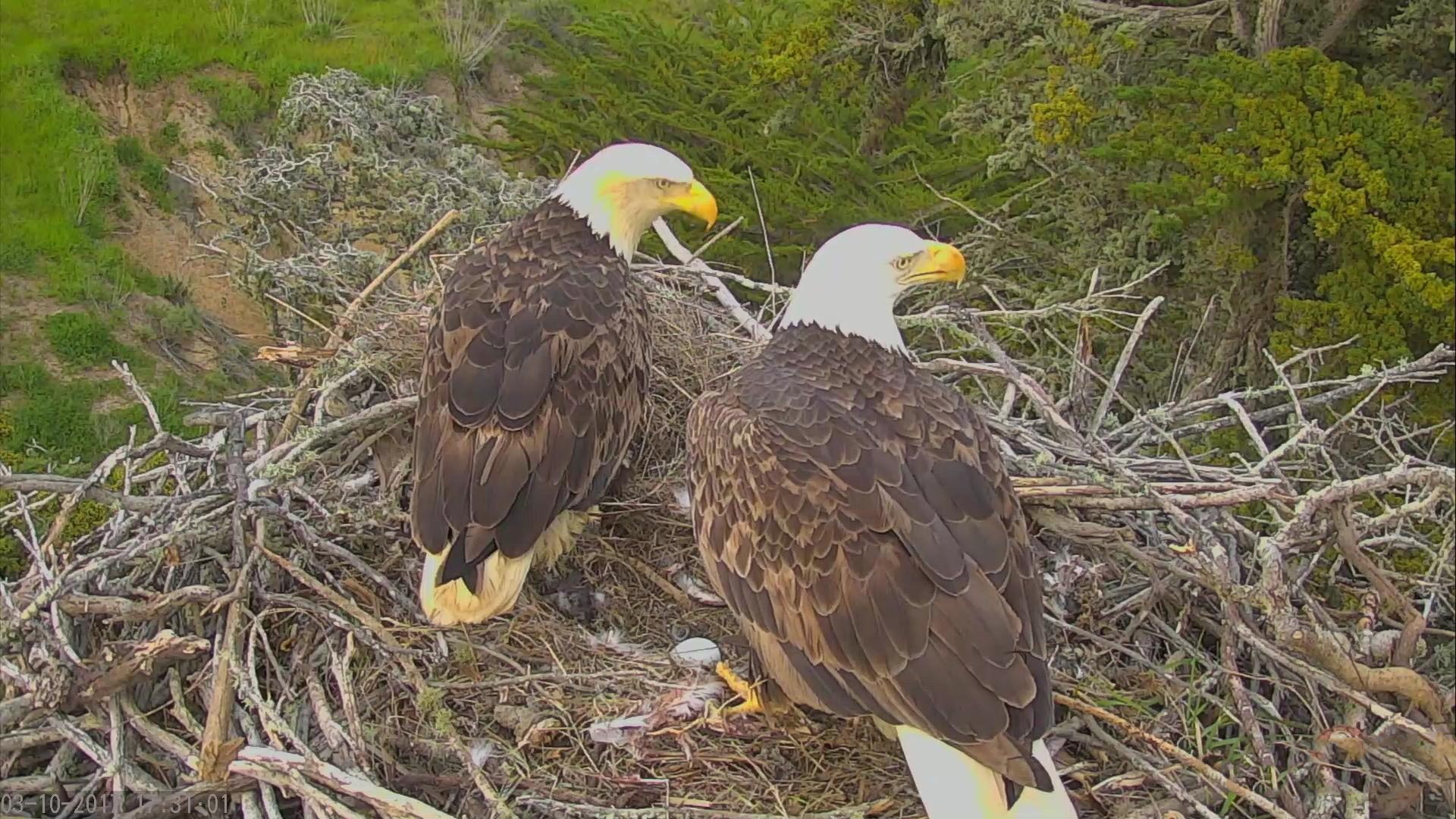 Bald Eagle Nest Cam