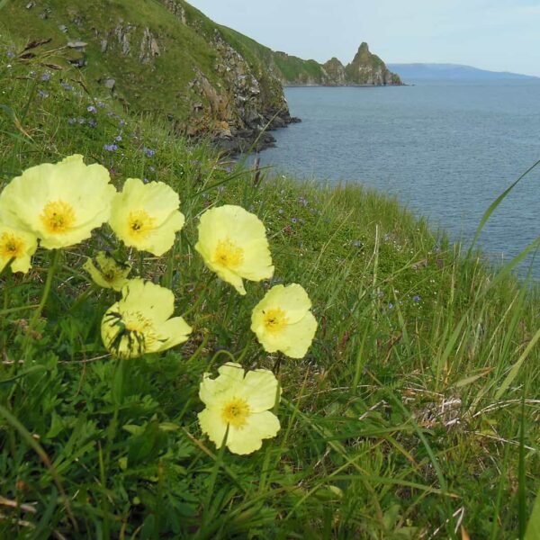 Watch Live Animal and Nature Cameras