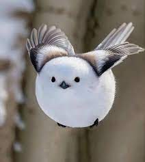 Re: Meet The MOST BEAUTIFUL BIRD in the World!