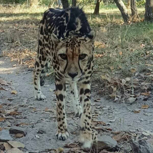 Tammy the Cheetah Cam at HESC