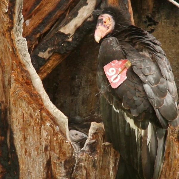 California Condor Nest Cam