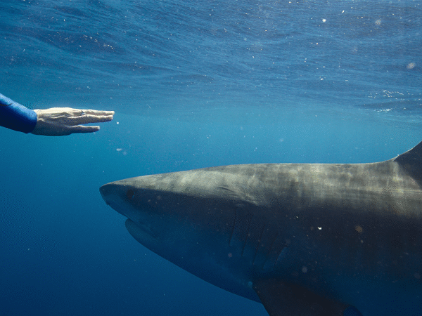 ‘Shark Whisperer’ is the latest controversial entertainment to swim into