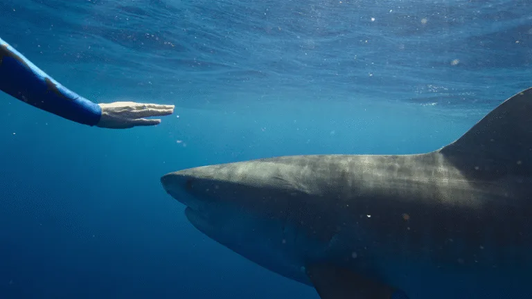 ‘Shark Whisperer’ is the latest controversial entertainment to swim into